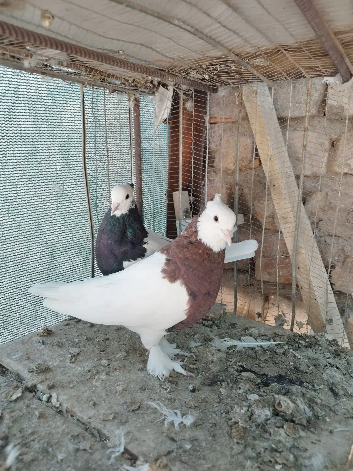 4 جفت طوقی عتیقه|پرنده|رفسنجان, |دیوار