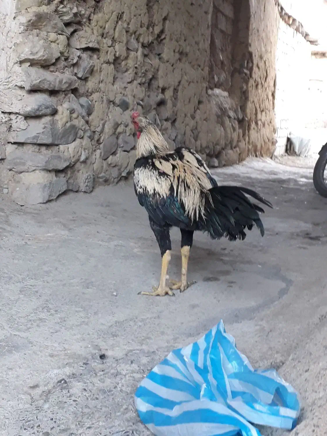 خروس لاری|حیوانات مزرعه|سردشت, |دیوار