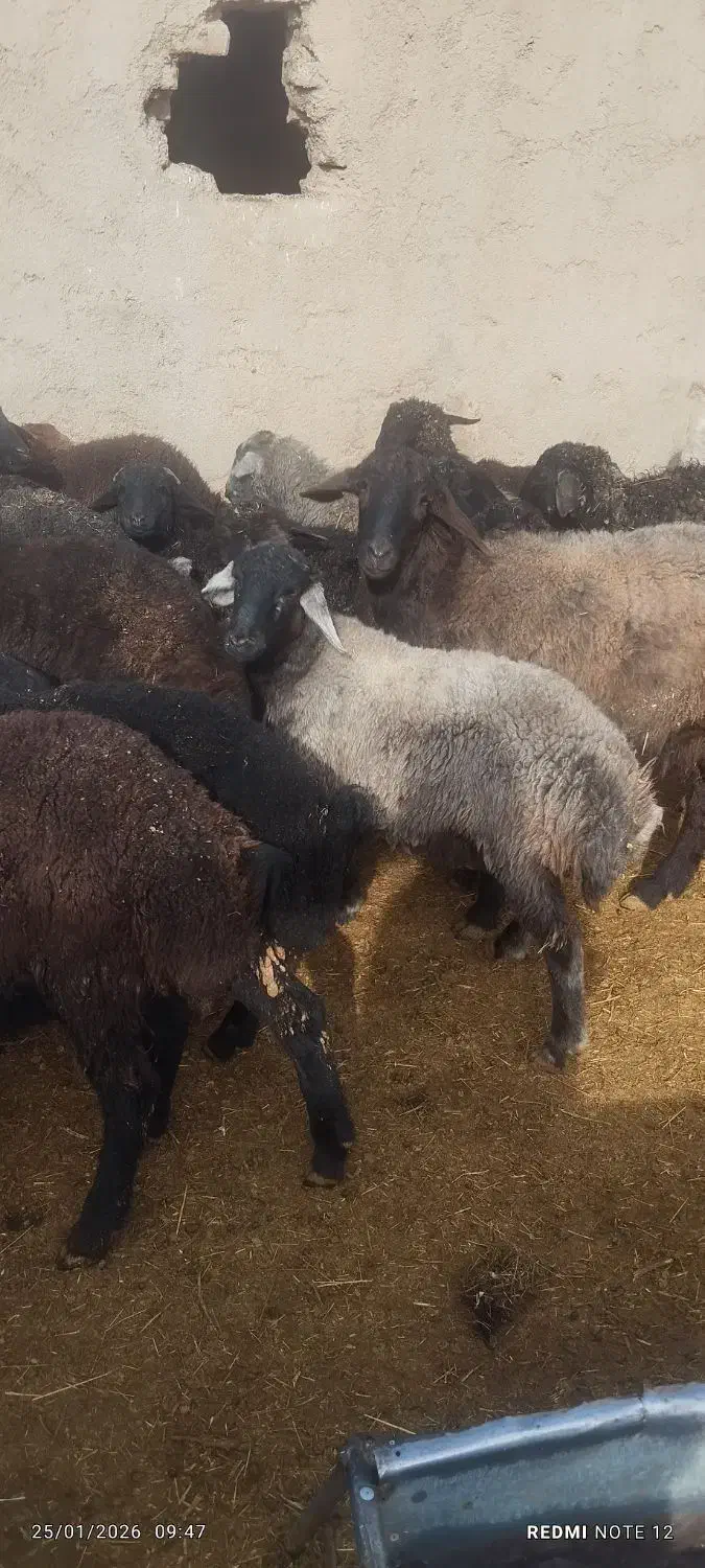 پیاز عمده|عمدهفروشی|ساوه, |دیوار