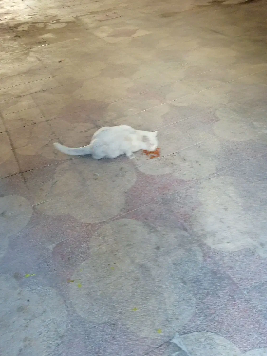 گربه سفید چشم زردم گم شده|گربه|شیراز, درکی|دیوار