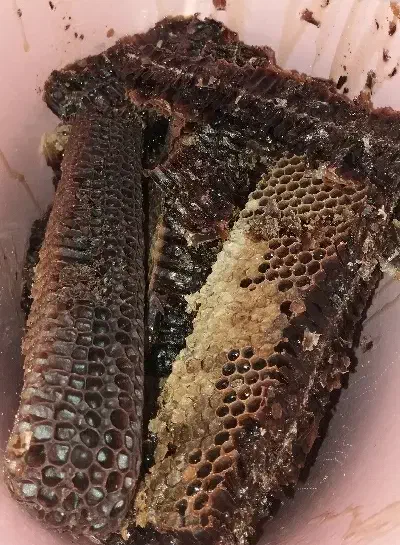 عسل خالص|خوردنی و آشامیدنی|فاضل آباد, |دیوار