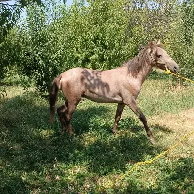 اسب|اسب و تجهیزات اسب‌سواری|ارومیه, |دیوار