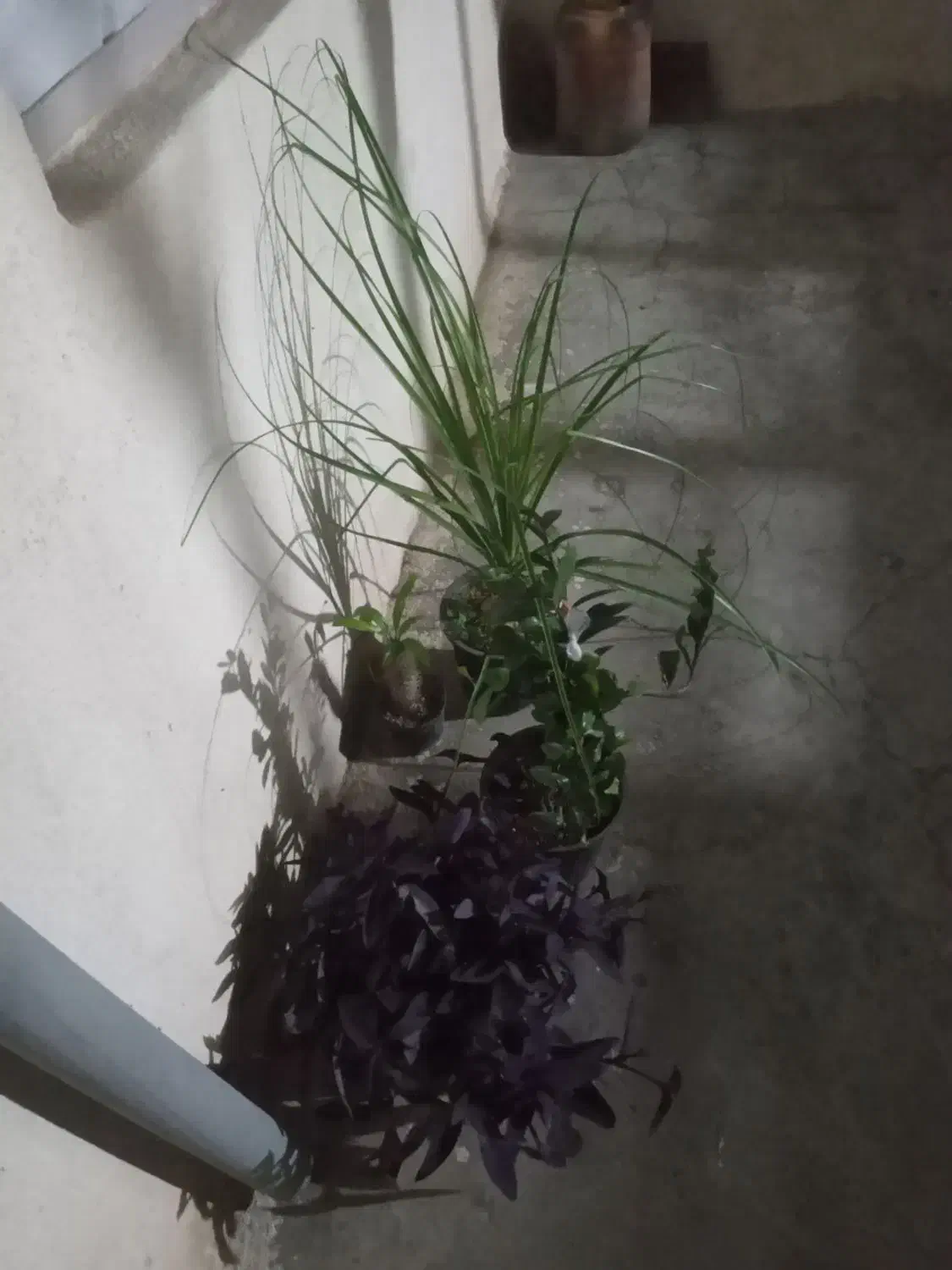 گل زیبا وجذاب|گل و گیاه طبیعی|اسلامآباد غرب, |دیوار