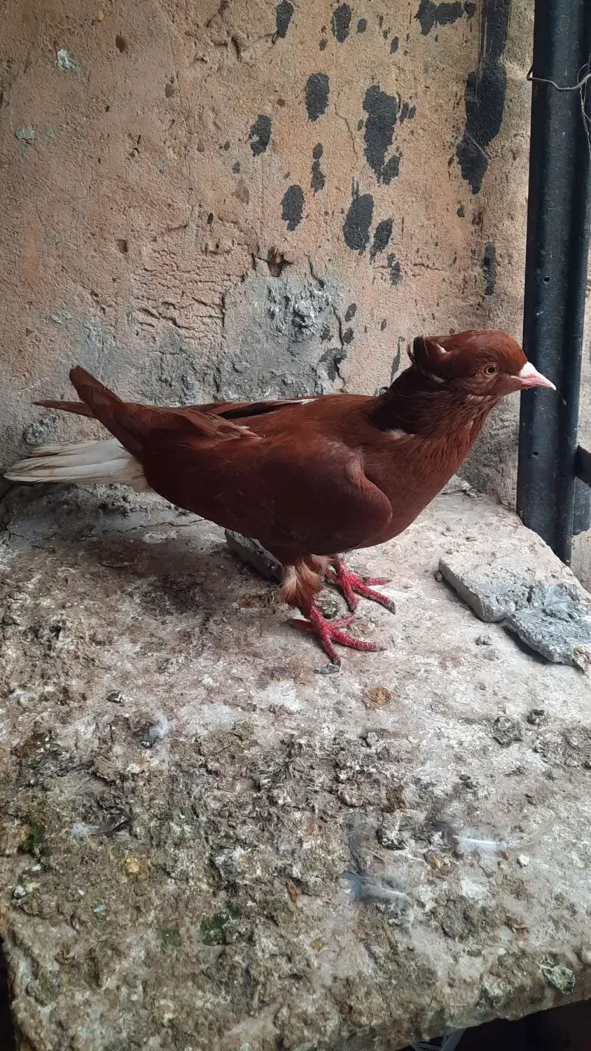 پردیس|پرنده|اهواز, ملاشیه|دیوار