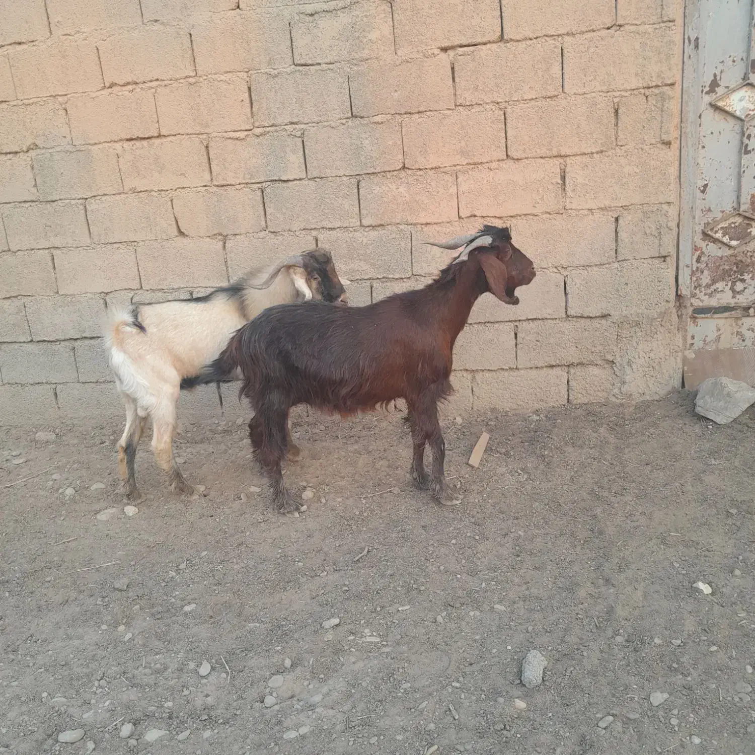 دوعددبز|حیوانات مزرعه|چمران, |دیوار