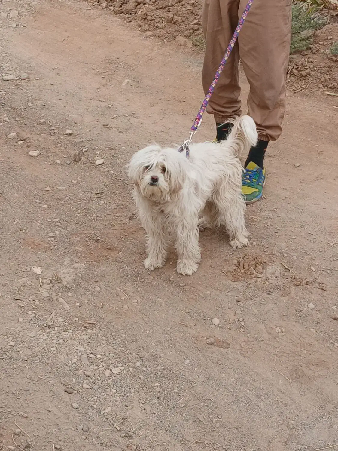 پاپی|سگ|ساوه, |دیوار