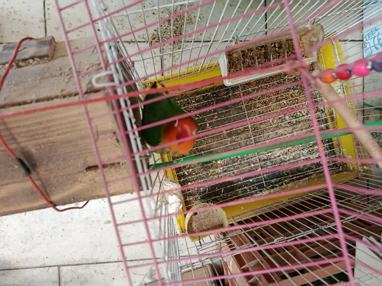 مرغ عشق عروس هلندی طوطی برزیلی|پرنده|کرج, برغان|دیوار