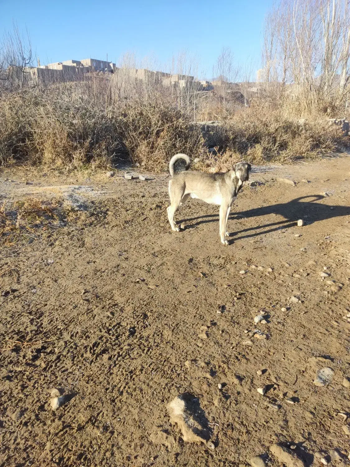 سگ سرابی|سگ|مشگین شهر, |دیوار