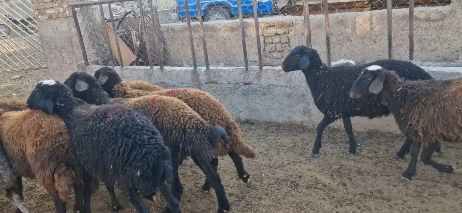 گوسفند هترو|حیوانات مزرعه|باغ حلی, |دیوار