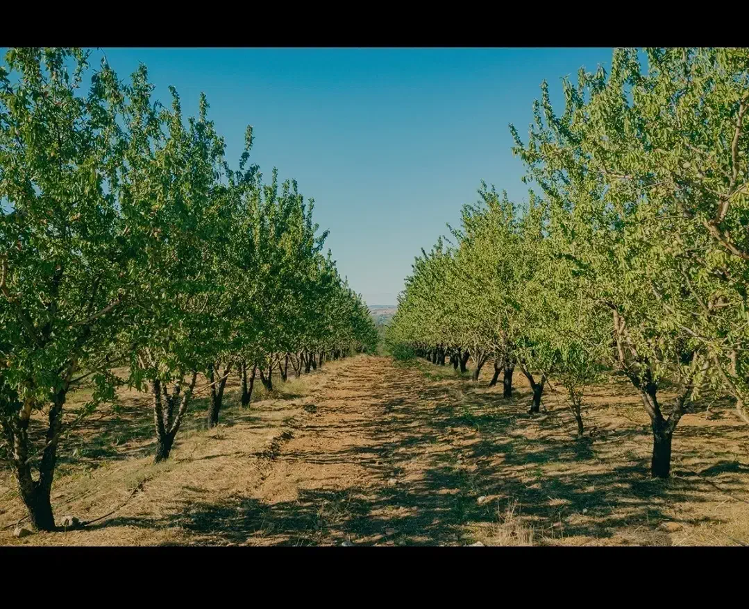 باغ با بهترین قیمت|فروش زمین و ملک کلنگی|شهرکرد, |دیوار