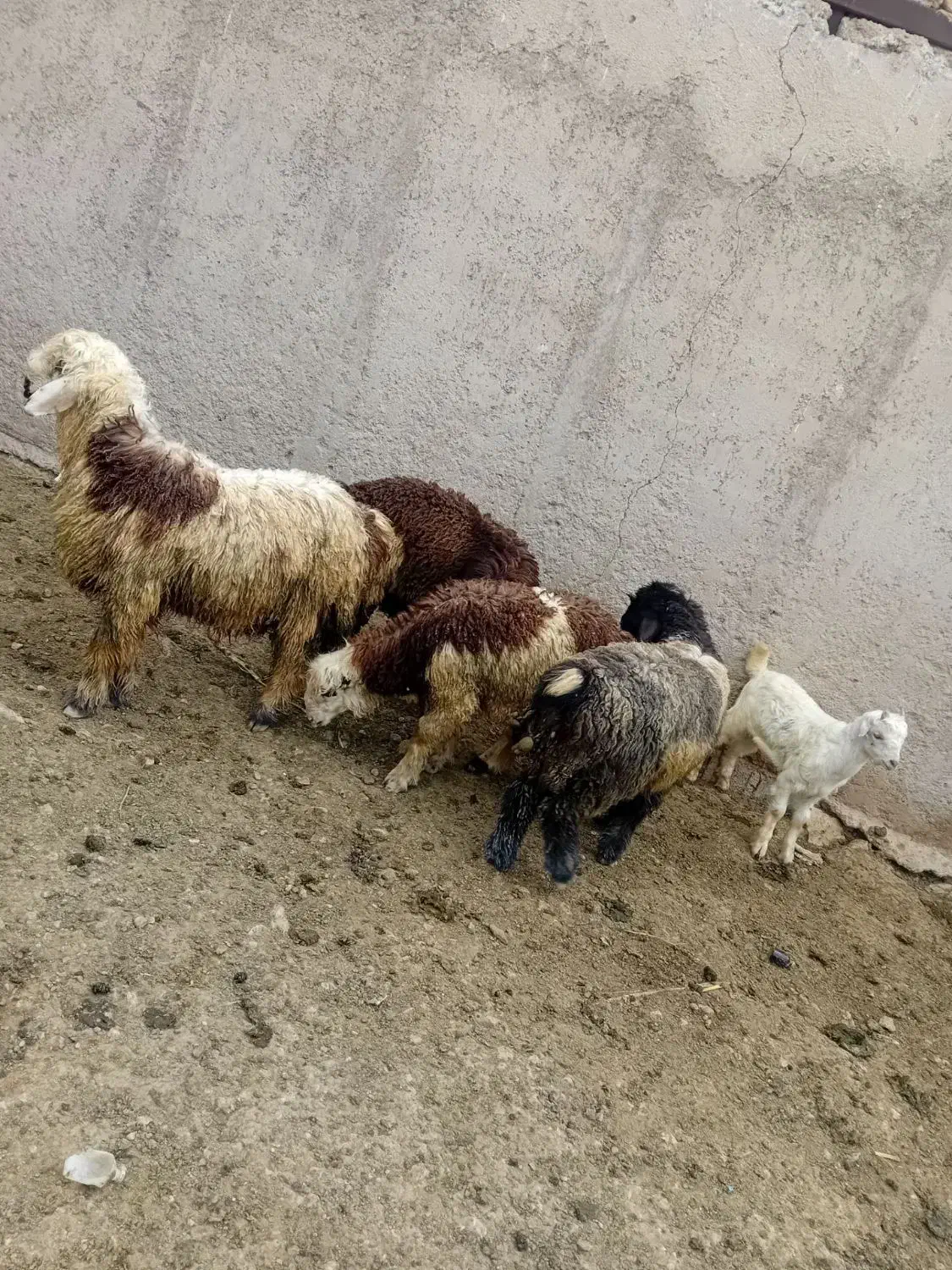 بره|حیوانات مزرعه|بیضا, |دیوار