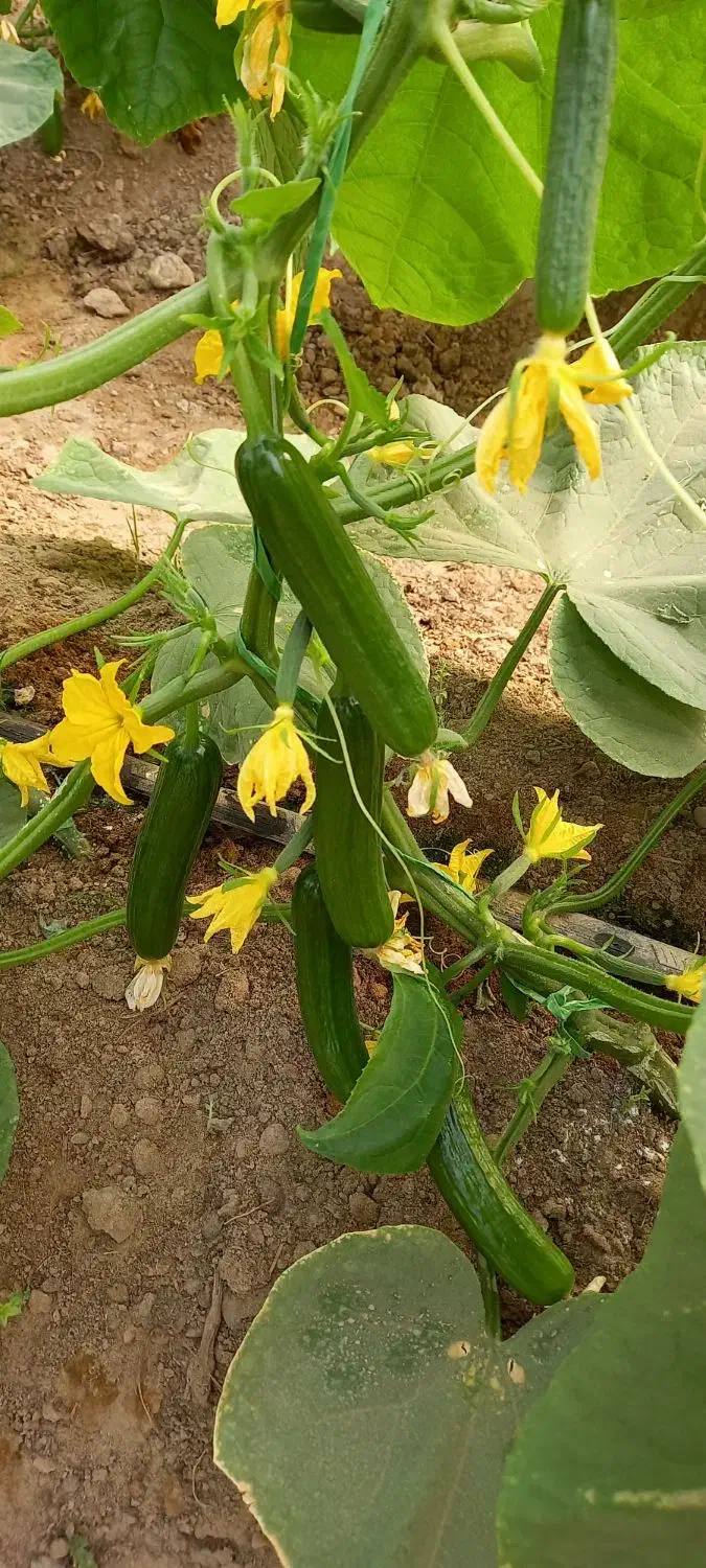 خیارگلخانه|خوردنی و آشامیدنی|خمک, |دیوار