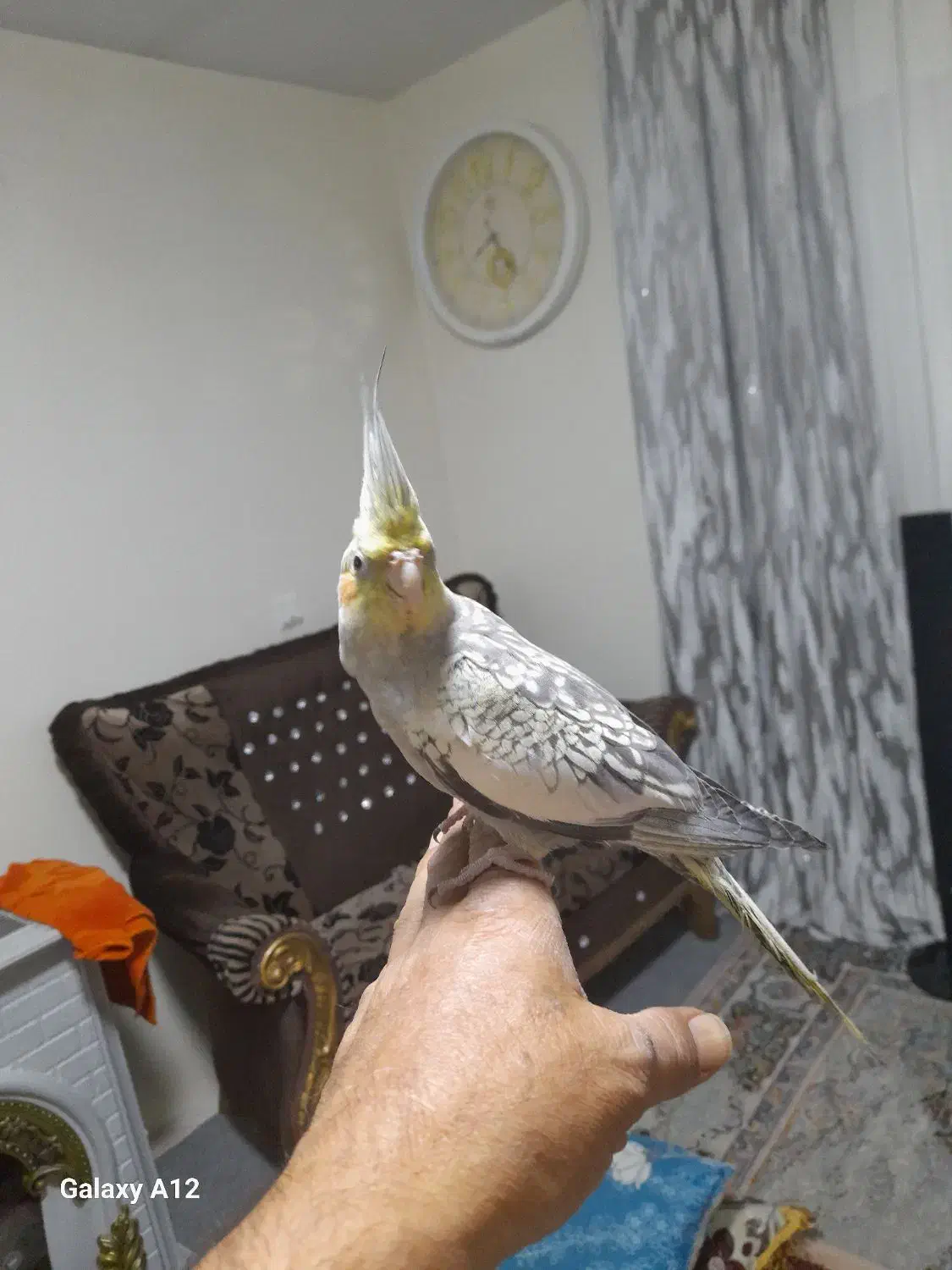 عروس هلندی|پرنده|تهران, خاک سفید|دیوار