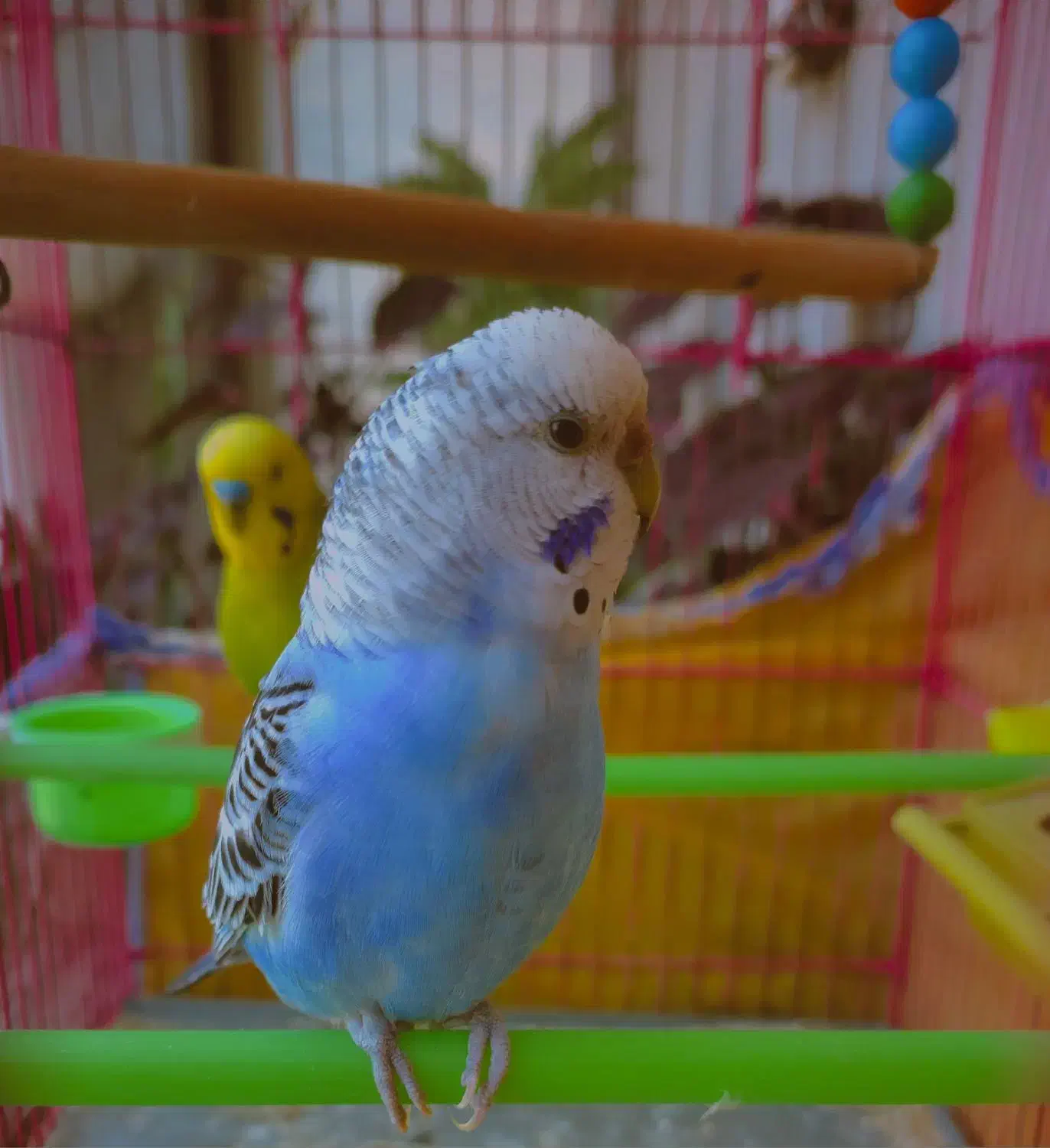 مرغ عشق ماده|پرنده|کازرون, |دیوار