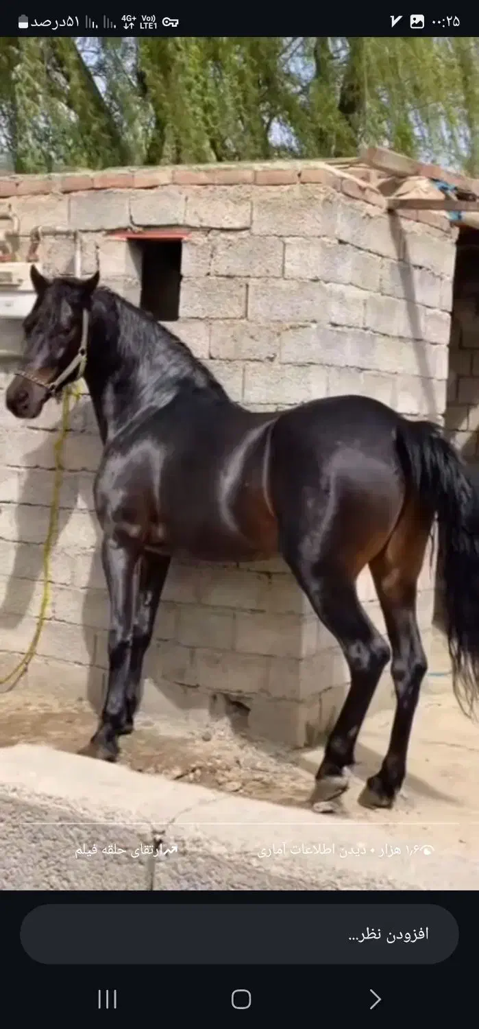 اسب شوروی|اسب و تجهیزات اسب‌سواری|ارومیه, |دیوار