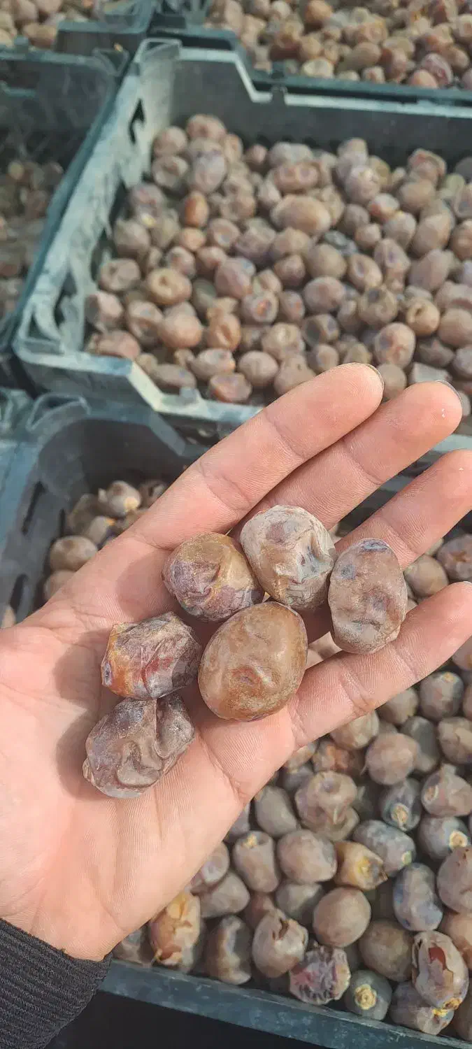 خرمای برحی|خوردنی و آشامیدنی|قم, جمکران|دیوار