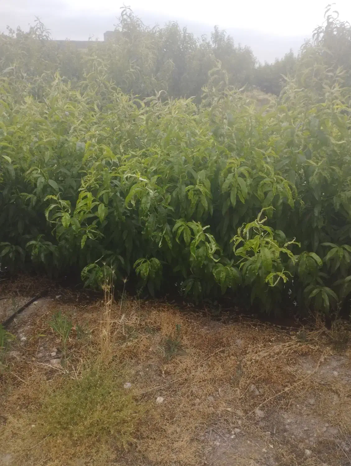 نهال شلیل ردقول  سانگی بهاره هلو|خدمات باغبانی و درختکاری|مشگین شهر, |دیوار