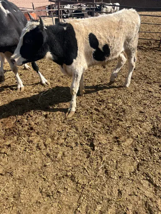 گوساله نر|حیوانات مزرعه|رفسنجان, |دیوار