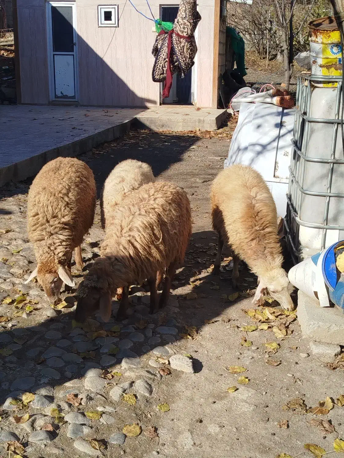 توغلی ماده|حیوانات مزرعه|دره رود, |دیوار