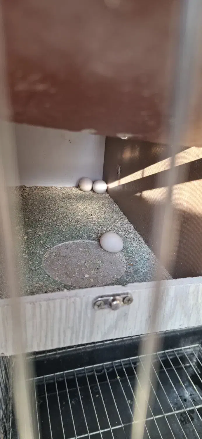 عروس هلندی|پرنده|ایلام, |دیوار