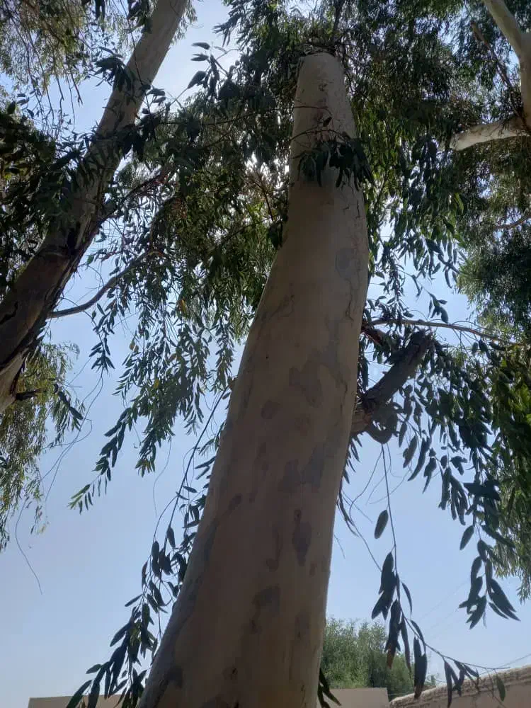 خرید درخت اکالیپتوس ومورد|خدمات باغبانی و درختکاری|بندر امام خمینی, |دیوار