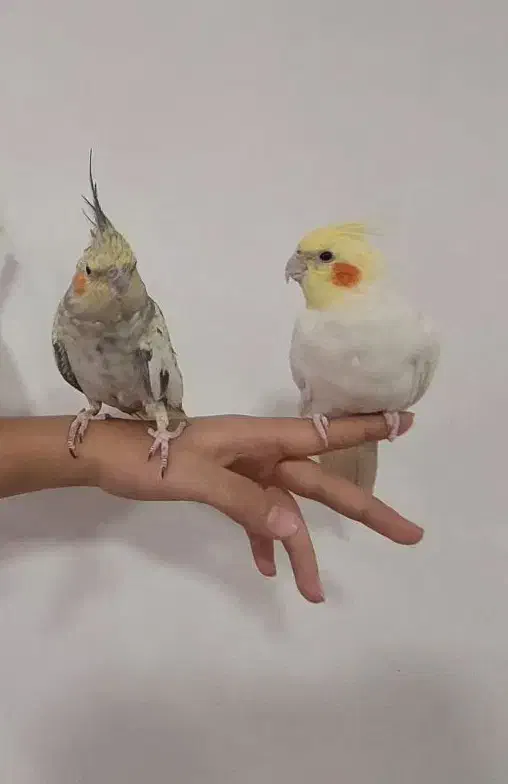 مجموعه عروس هلندی|پرنده|سردشت, |دیوار