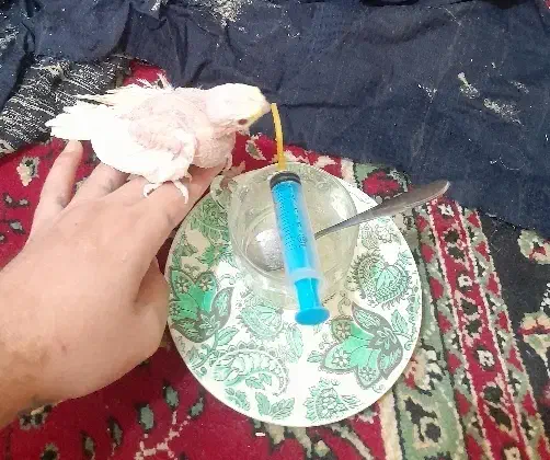 جوجه عروس سرلاکی چشم شرابی|پرنده|پاکدشت, شهرک انقلاب|دیوار