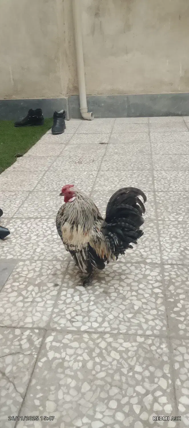 معاوضه داریم|حیوانات مزرعه|قم, ولیعصر|دیوار