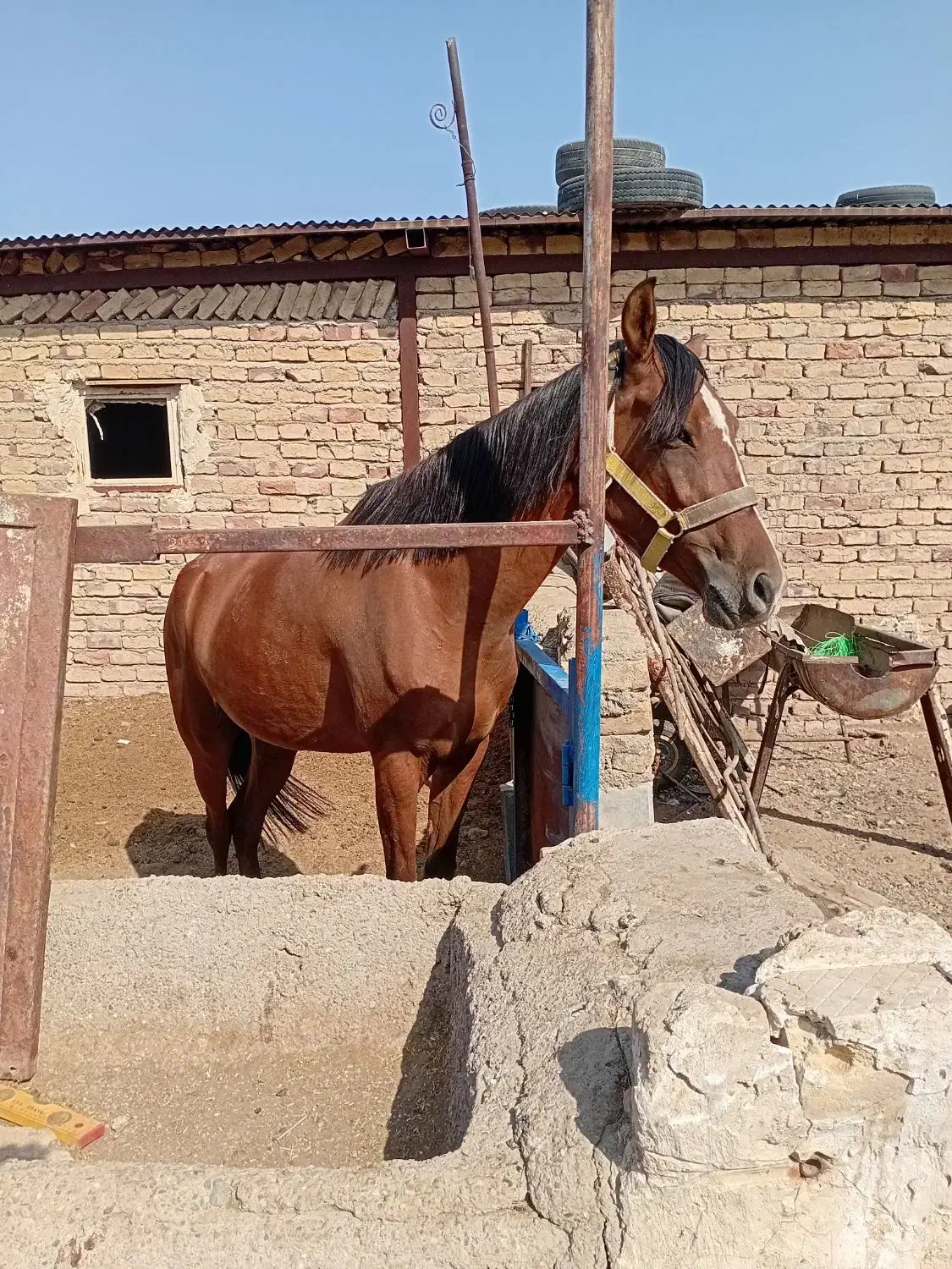 اسب مادیون کرد|اسب و تجهیزات اسب‌سواری|جعفرآباد, |دیوار