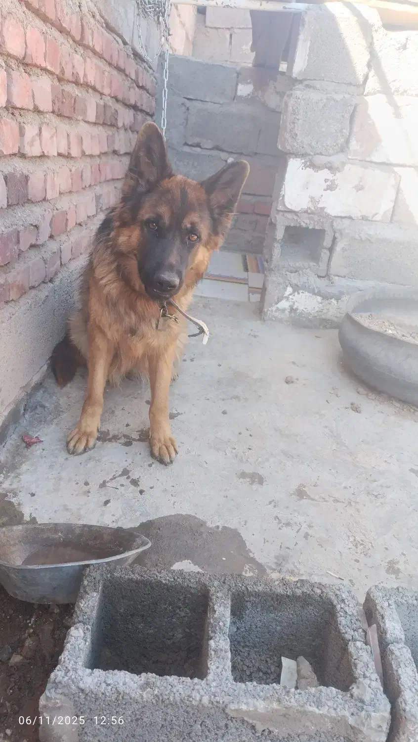 ژرمن مو بلند ماده|سگ|زرند, |دیوار