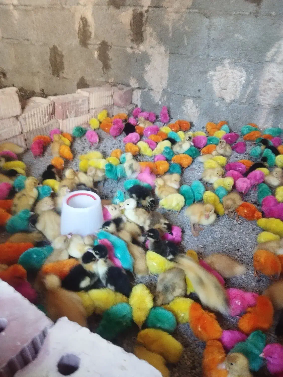 جوجه رنگی واردک و محلی|حیوانات مزرعه|ایرانشهر, |دیوار