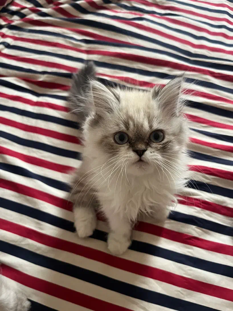 هیمالین شیرین و بانمک|گربه|مشهد, امیریه|دیوار