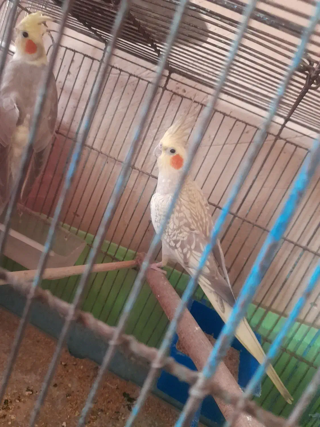 عروس هلندی|پرنده|ساوه, |دیوار