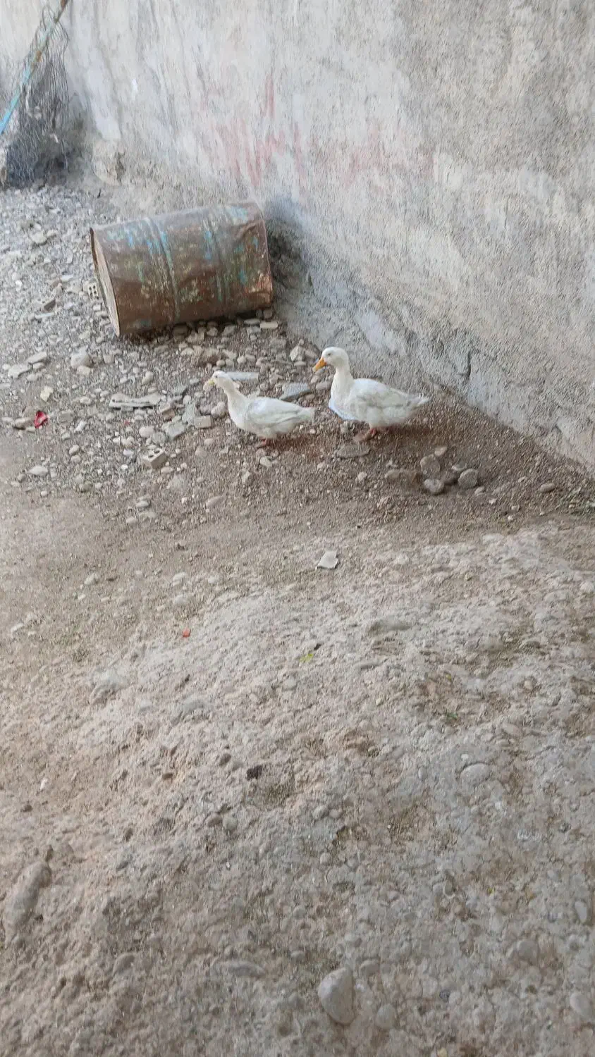 دوعدد اردک تخم گذار نر و ماده سالم|حیوانات مزرعه|آغاجاری, |دیوار