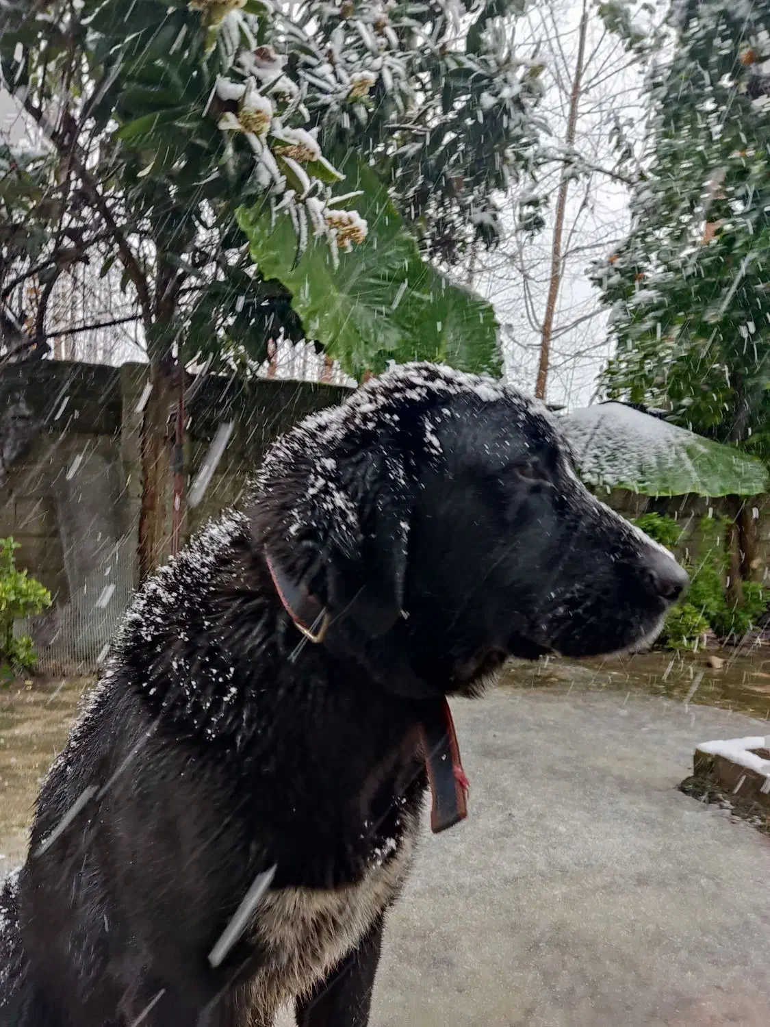 واگذاری سگ آلابای|سگ|آستانه اشرفیه, |دیوار