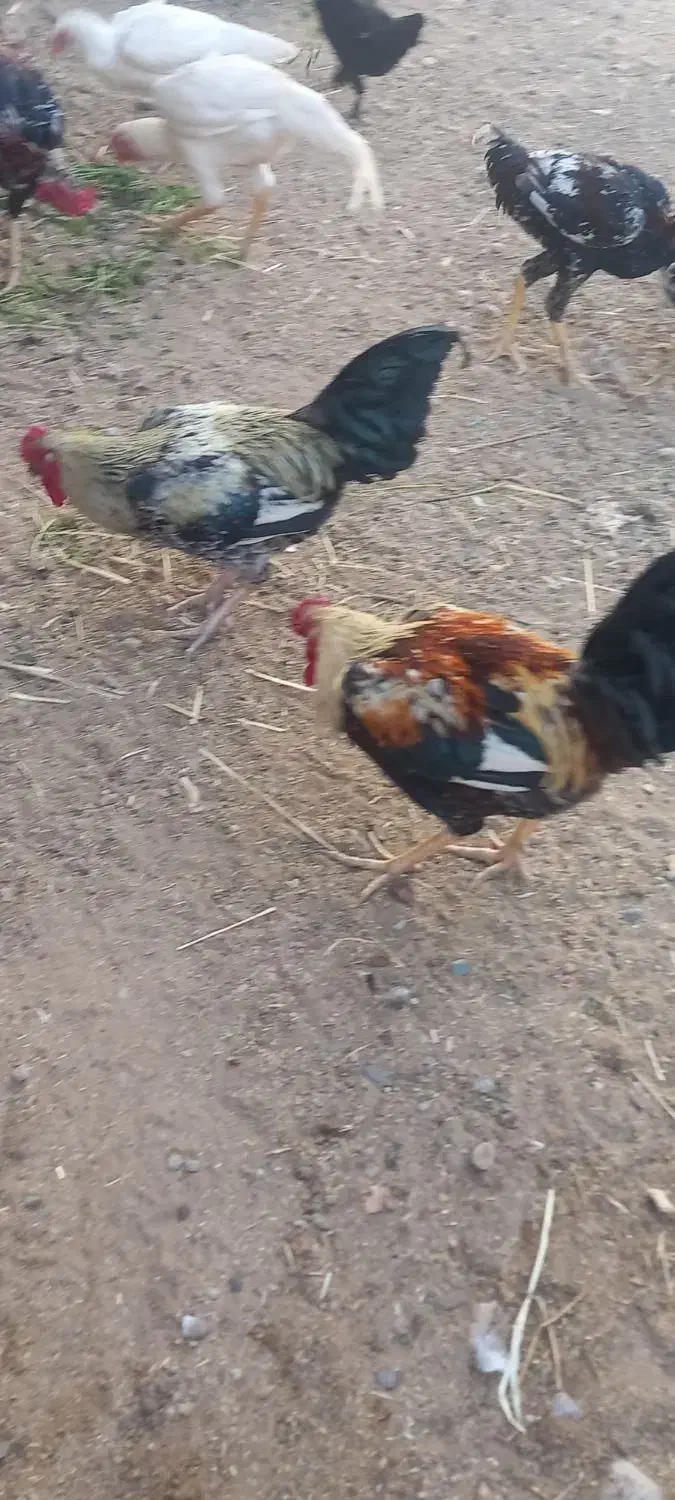 خروس لاری|حیوانات مزرعه|گرمسار, |دیوار