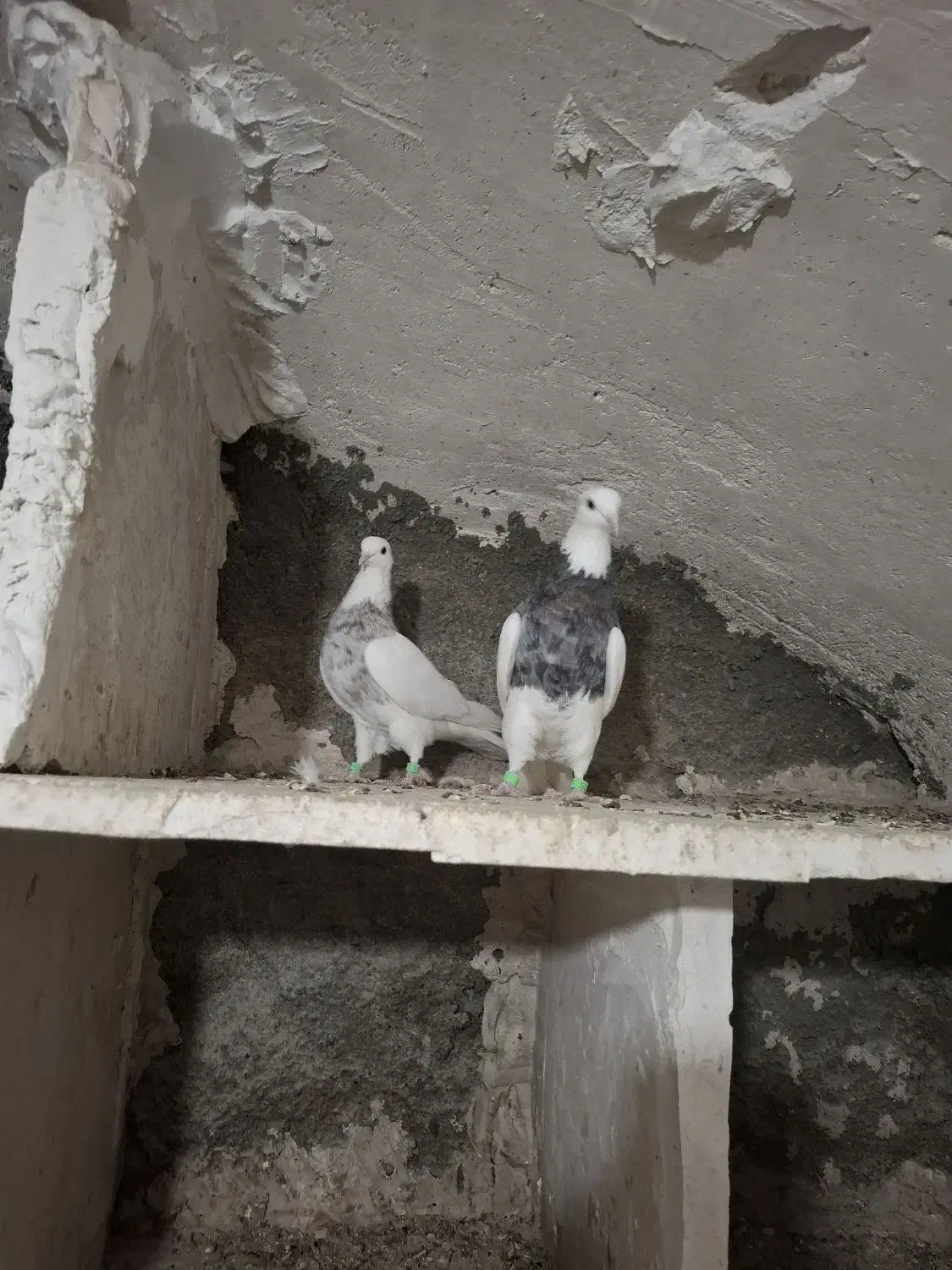 طوقی|پرنده|همدان, |دیوار