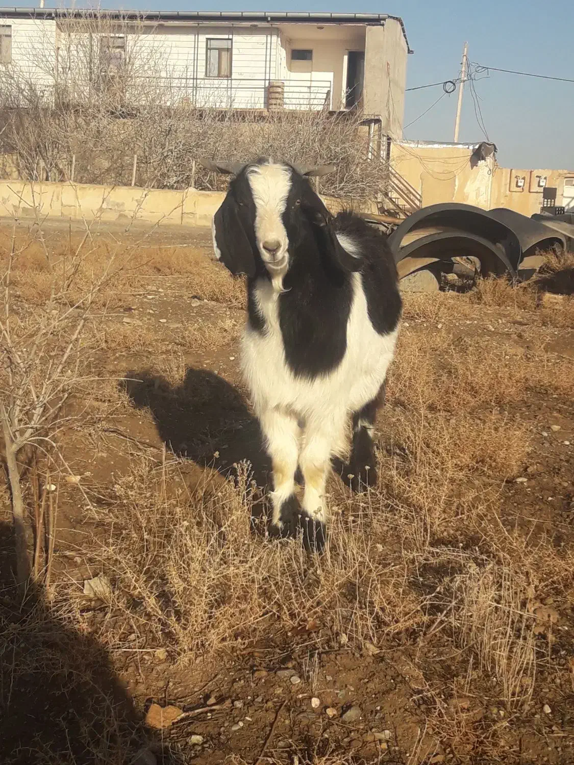 فروش نر بز پلنگی|حیوانات مزرعه|بوئین زهرا, |دیوار