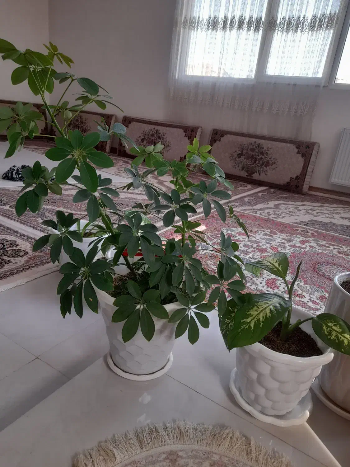 دو عدد گل باهم|گل و گیاه طبیعی|قرچک, باقرآباد|دیوار