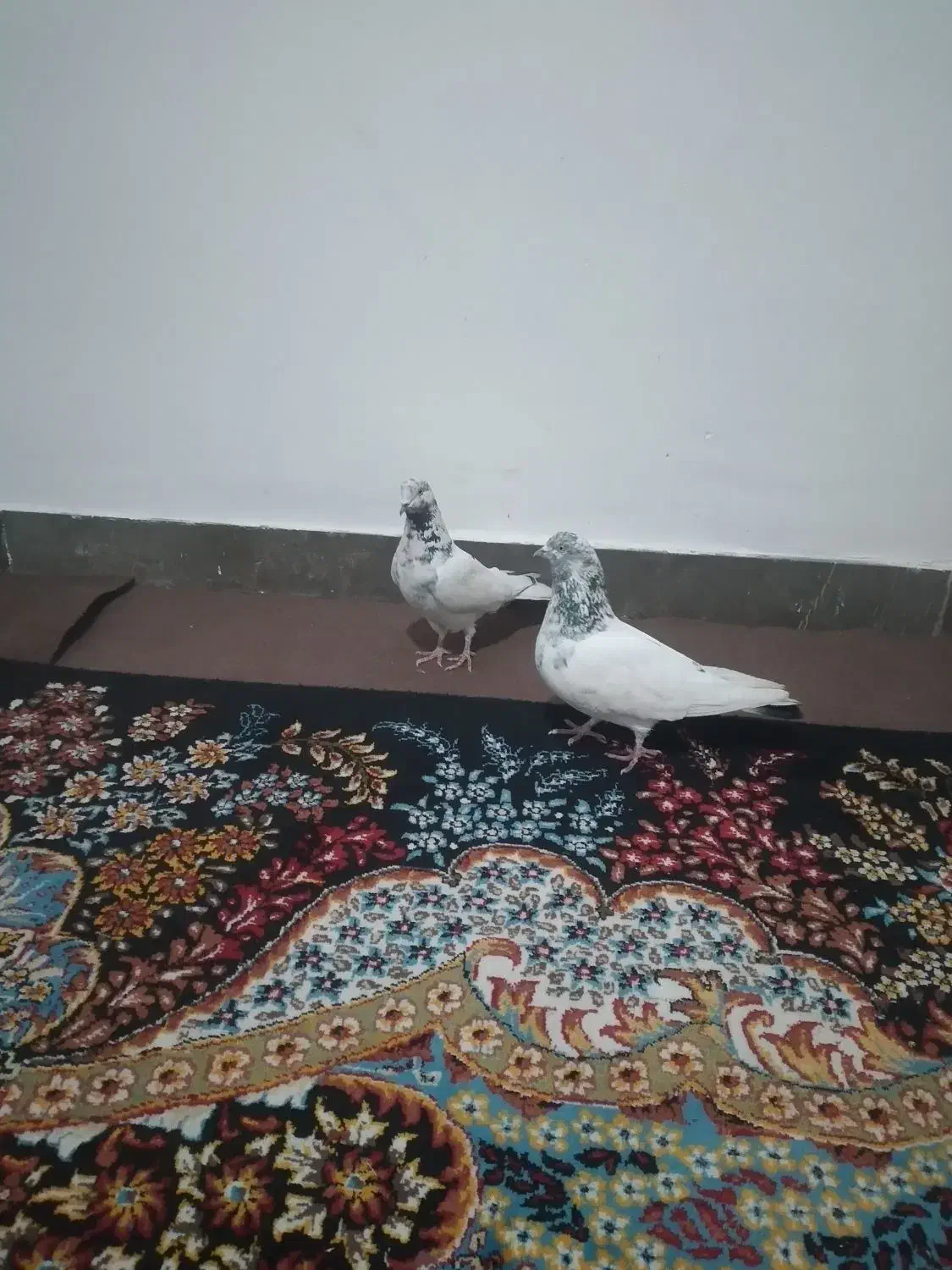 فروش 4عدد کبوتر شیخ|پرنده|یاسوج, |دیوار