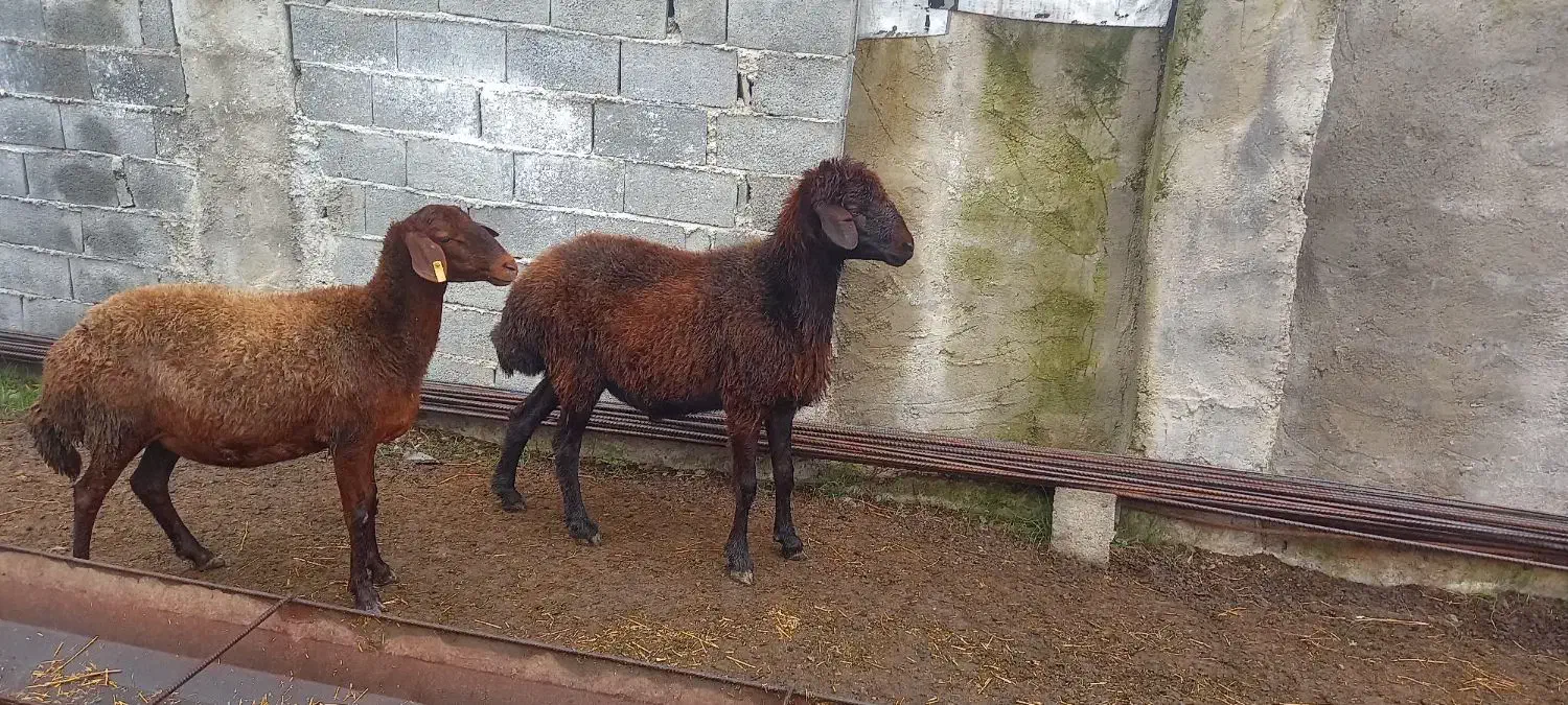 نر تخمی|حیوانات مزرعه|خوش‌رودپی, |دیوار