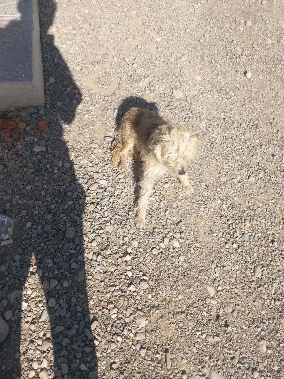 سگ مالتیز|سگ|چاهک, |دیوار