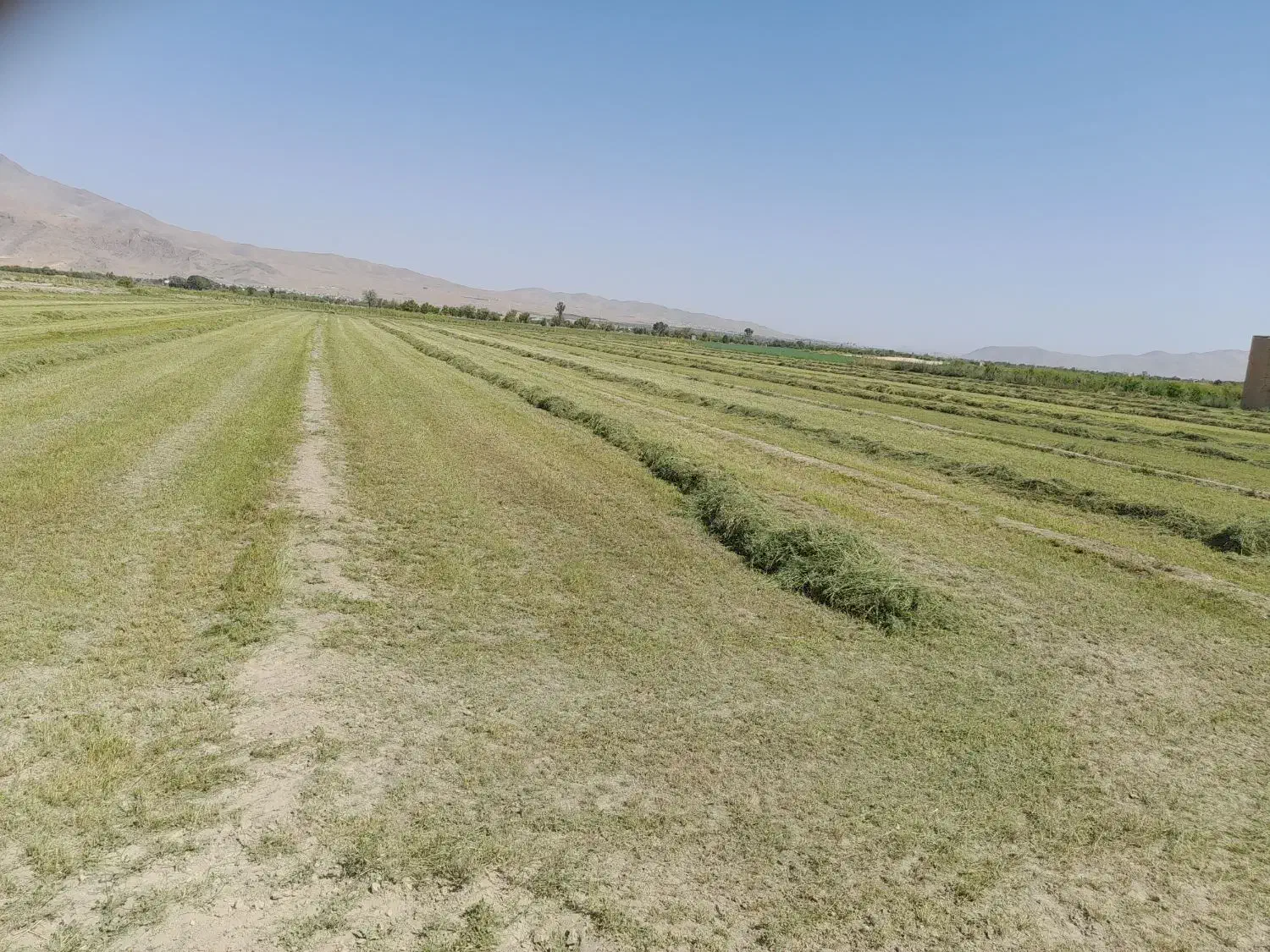 پرس یونجه گل|گل و گیاه طبیعی|داران, |دیوار