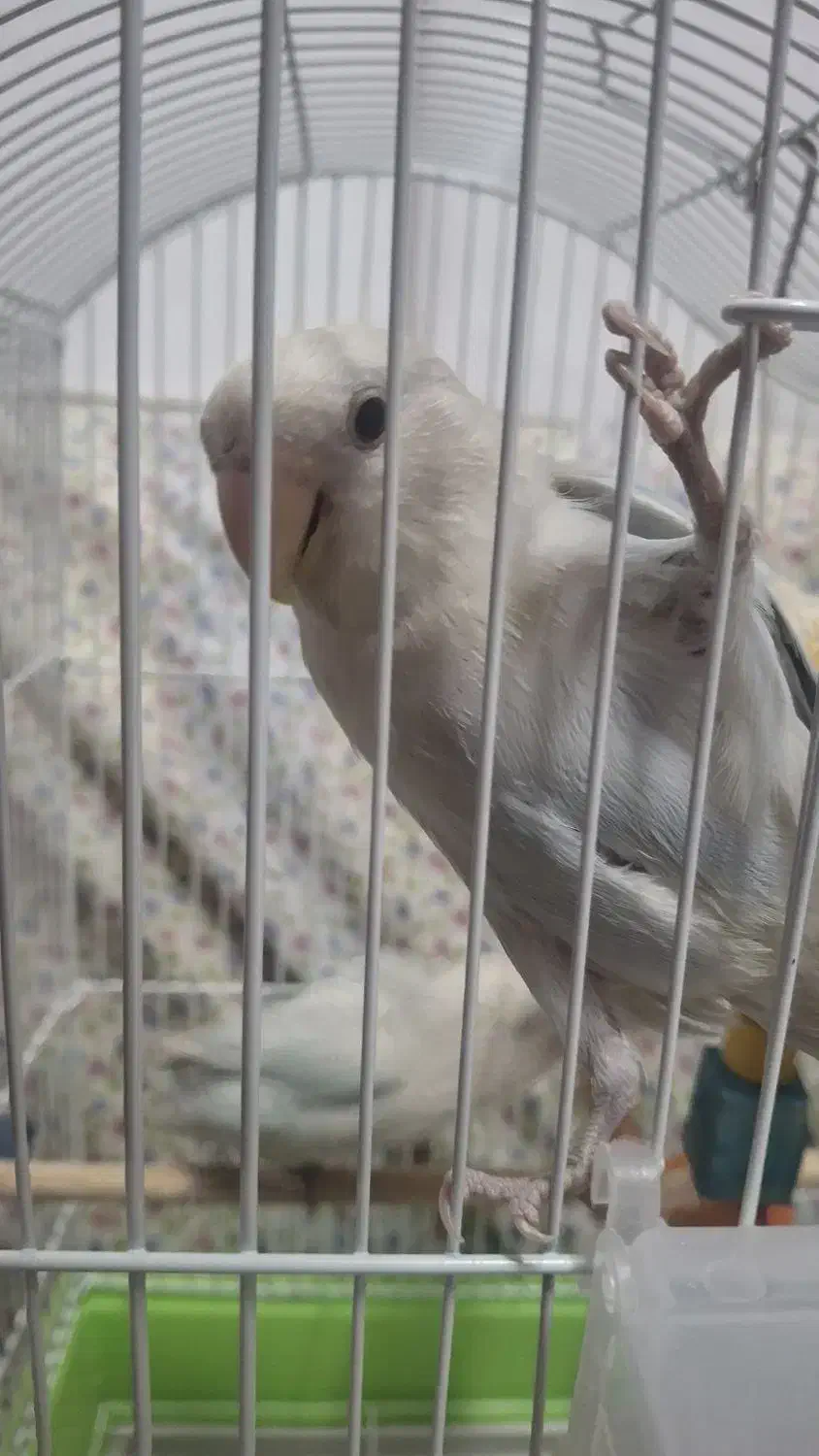 کوتوله برزیلی|پرنده|مهدی شهر, |دیوار