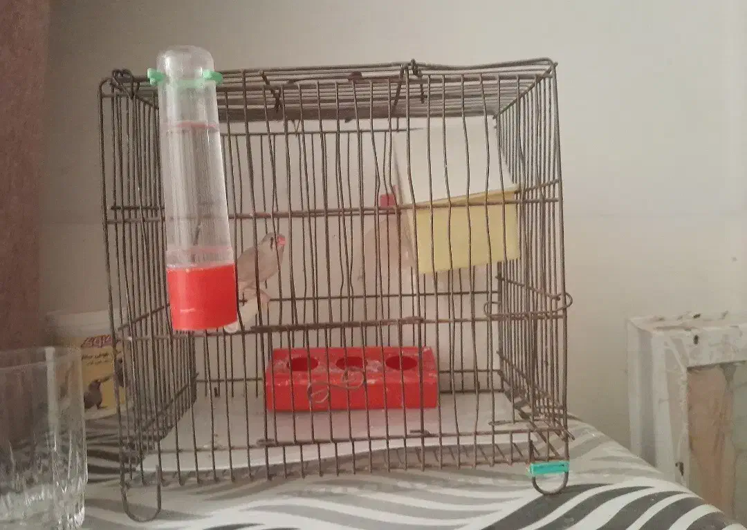 فروش قفس|لوازم جانبی حیوانات|اردستان, |دیوار