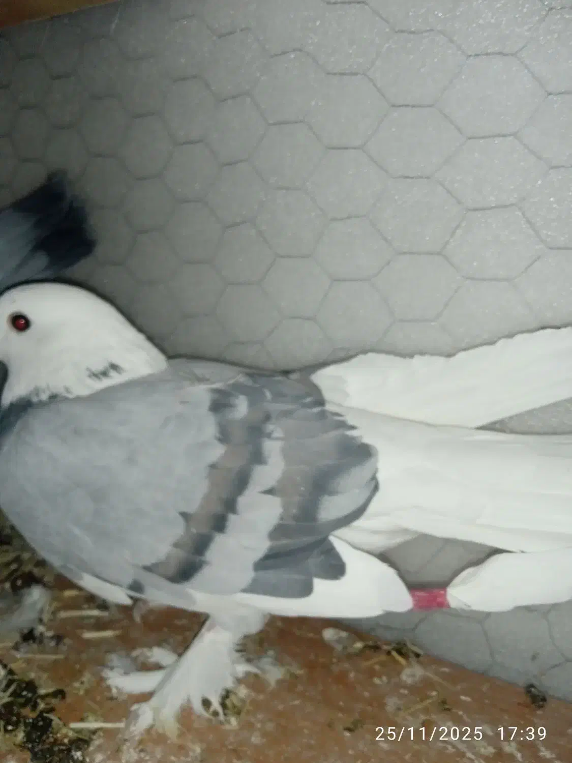 کبوتر شازده و ساتن غلتی|پرنده|تیران, |دیوار