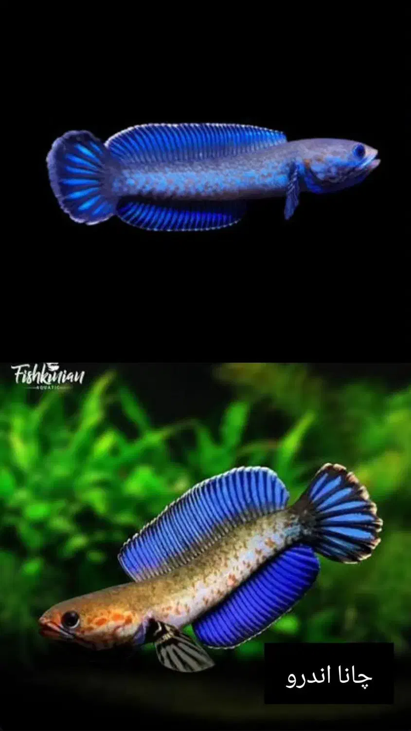 چانا ۵ نژاد خاص|ماهی|خوی, |دیوار