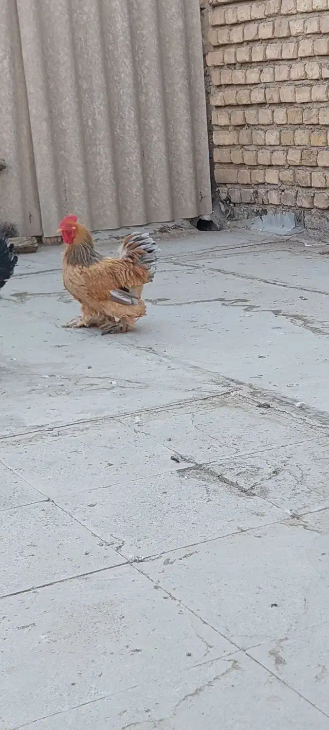 خروس کوشین طلایی|حیوانات مزرعه|خمینی‌شهر, |دیوار