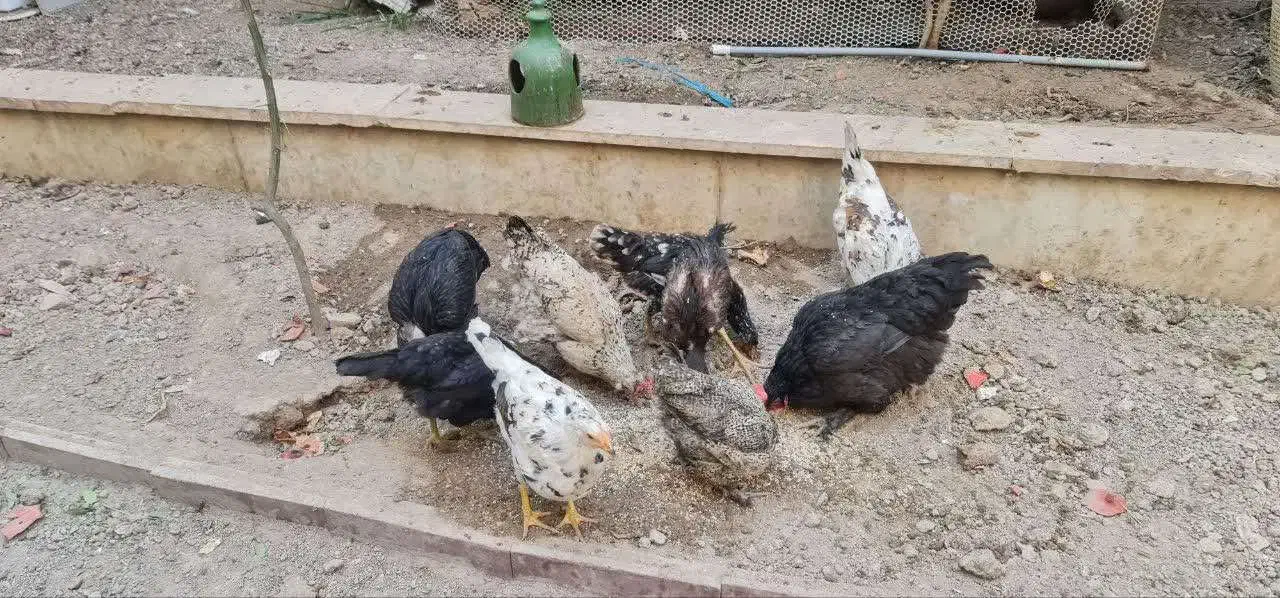 مرغ تخم گذار گلین|حیوانات مزرعه|قم, بنیاد|دیوار