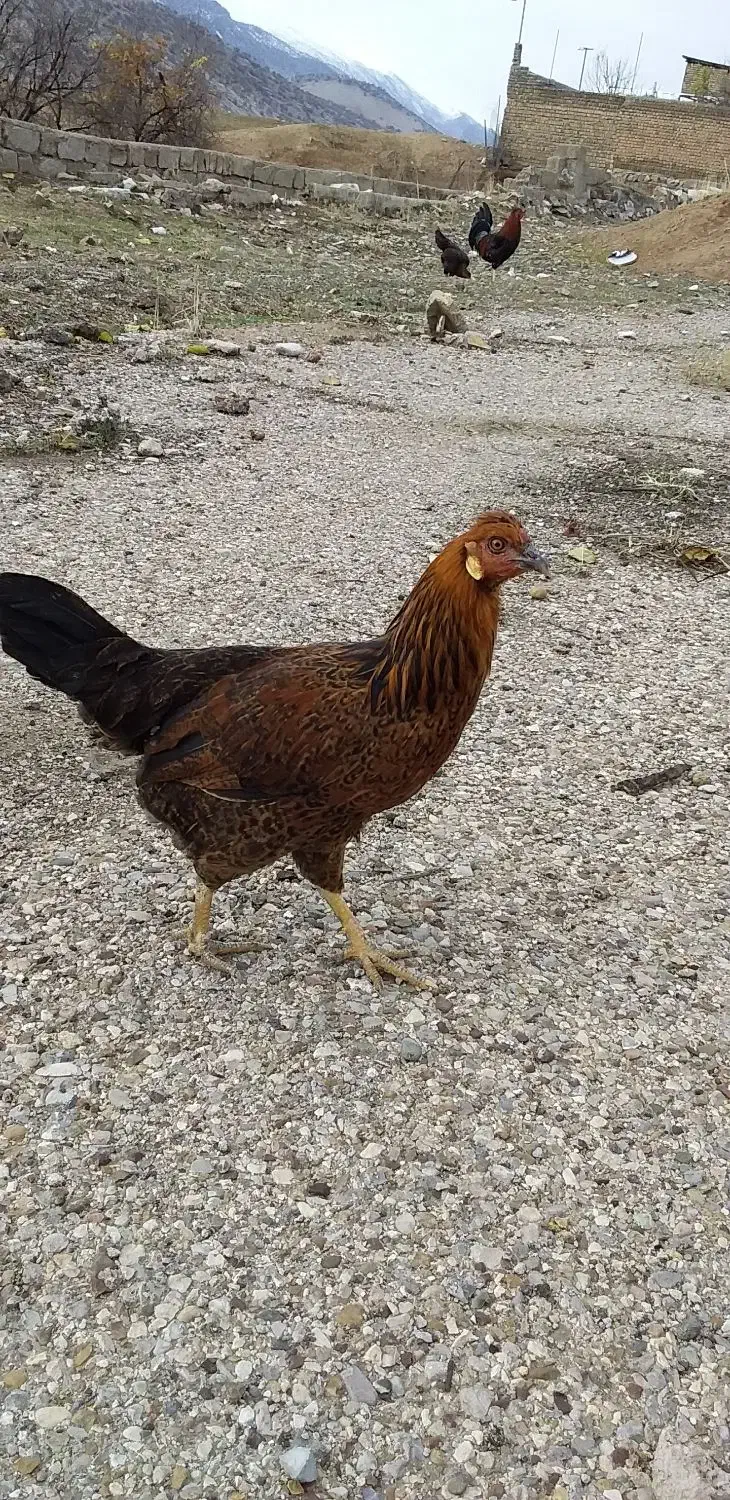 مرغ گمشده در نواحی دره گرم|حیوانات|خرم‌آباد, |دیوار